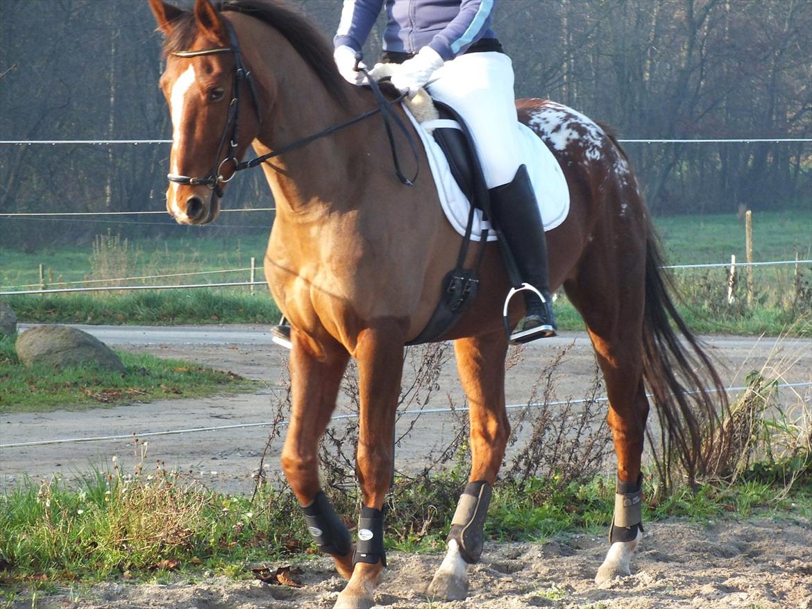 Knabstrupper Juandiazz (stor -lunds enjoy) - Taget den 13/11-2011 billede 2