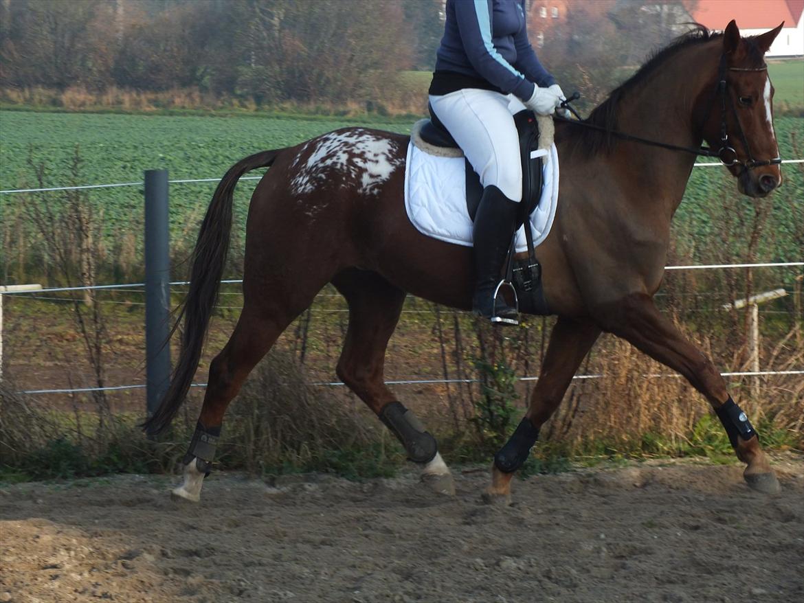 Knabstrupper Juandiazz (stor -lunds enjoy) - Taget den 13/11-2011 billede 3