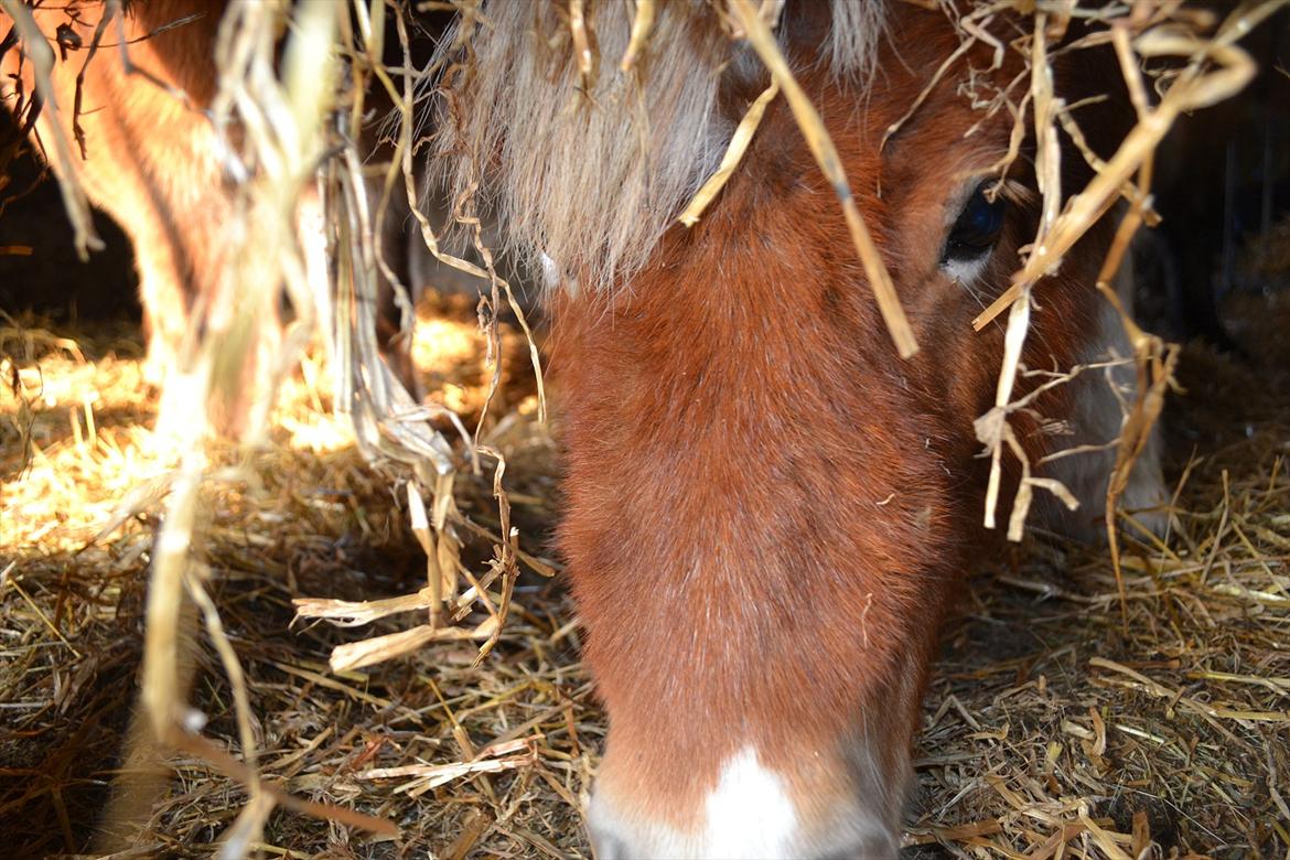 Shetlænder Nicky billede 8