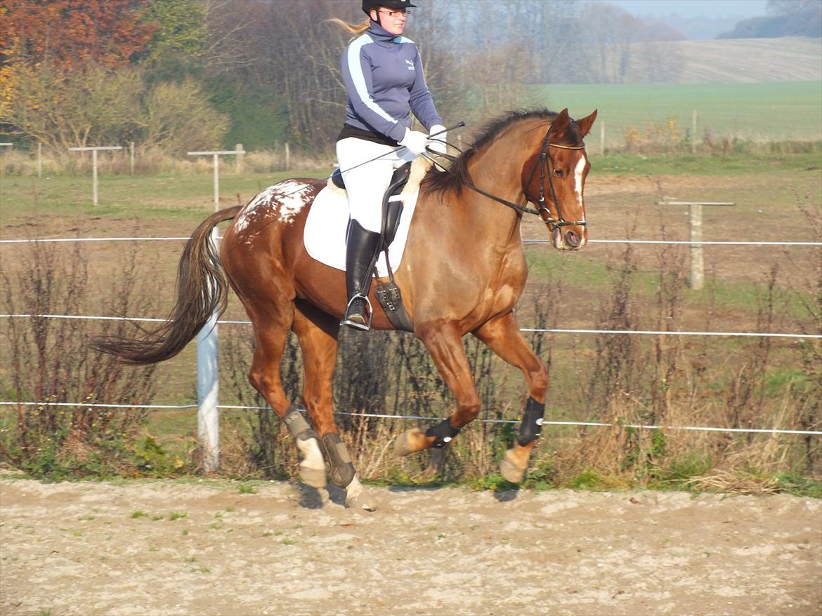 Knabstrupper Juandiazz (stor -lunds enjoy) - Taget den 13/11-2011 billede 4