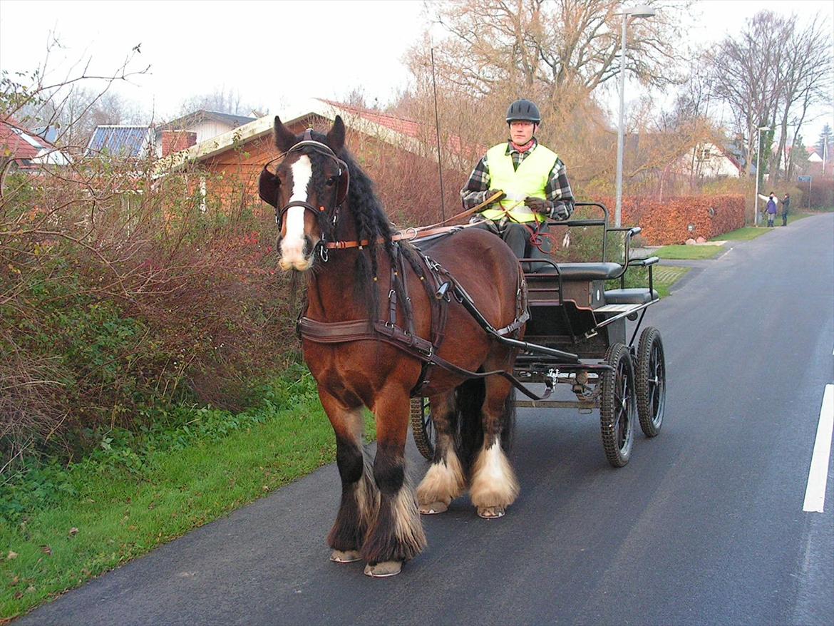 Irish Cob Duke - Søndagstur i Viby d. 13/11-2011. billede 18