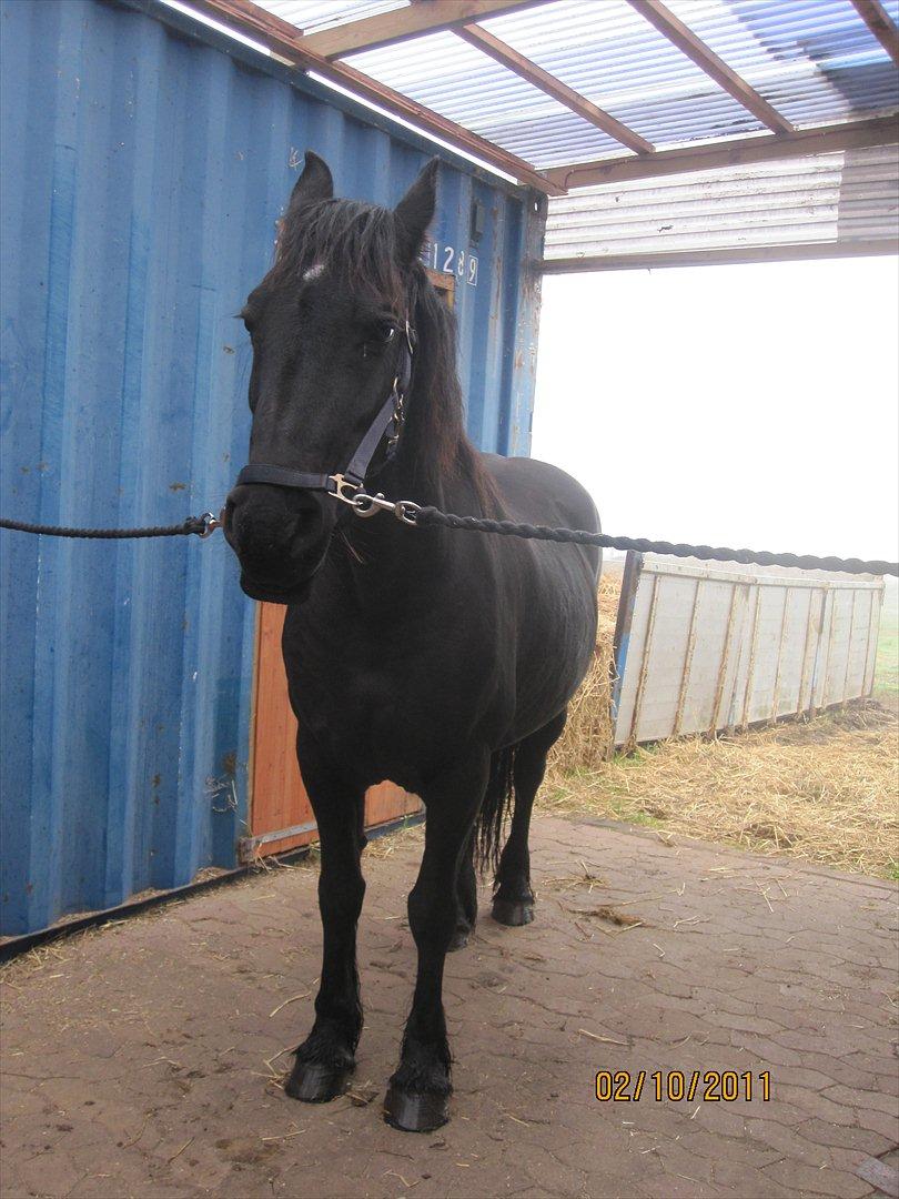 Frieser Sharmay/Flora billede 9