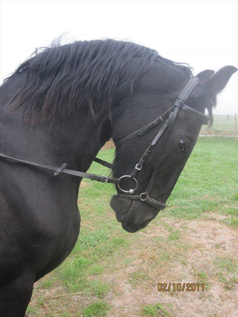 Frieser Sharmay/Flora billede 11