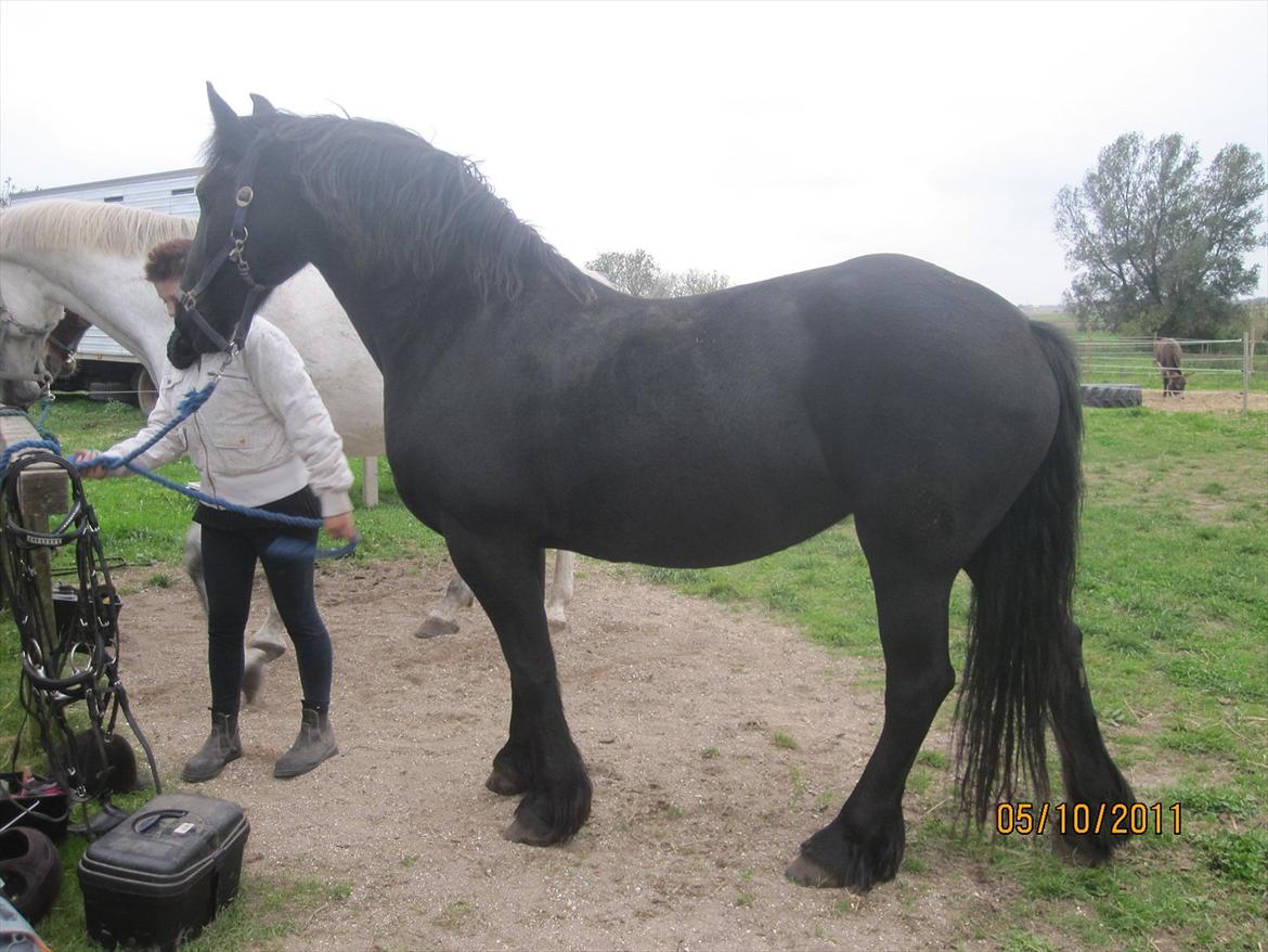 Frieser Sharmay/Flora billede 12