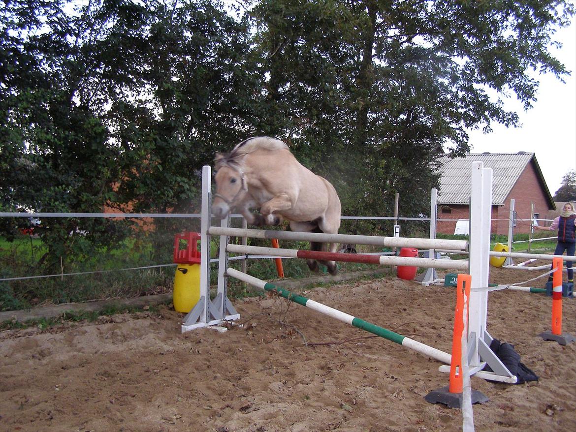 Fjordhest Staldbines Tjalfe *HIMMEL HEST* - Den bette Tjalfe basse, springer 120.cm og han sprang 125.cm som det højeste!! ;D billede 3