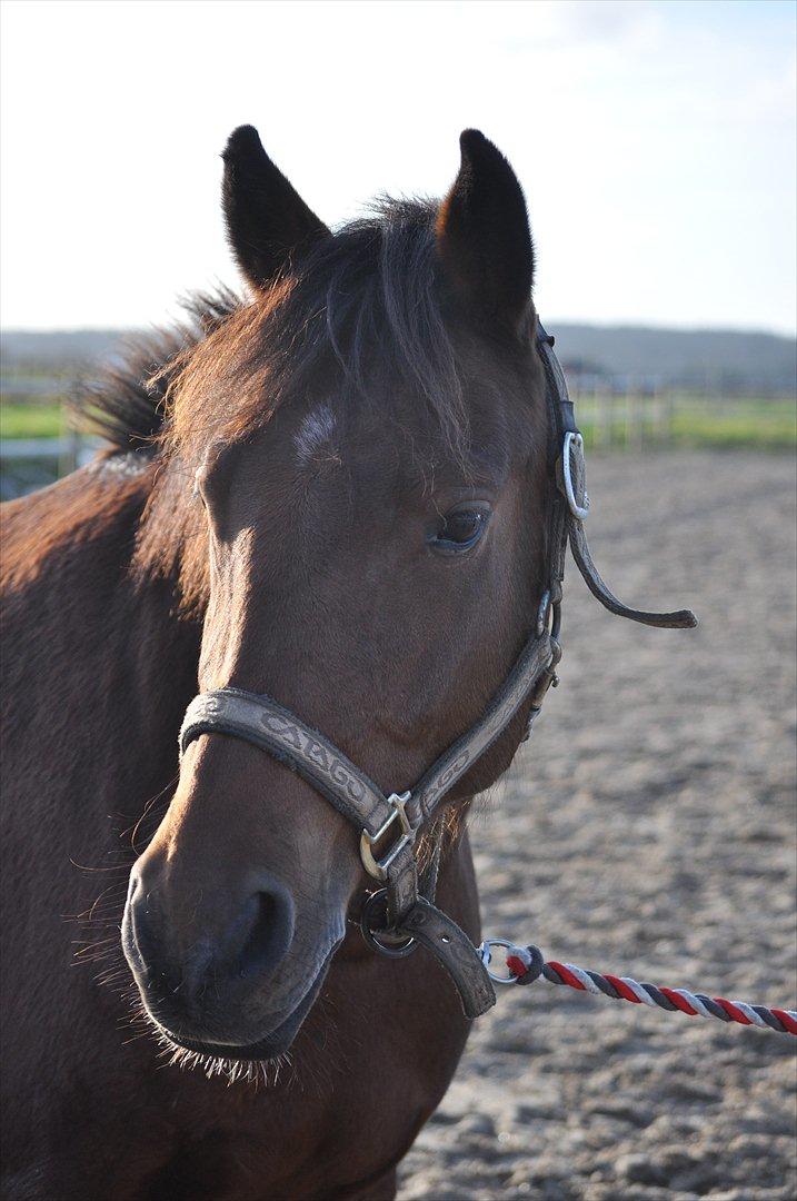 New Forest Angelina Bay {my'girl}  billede 16