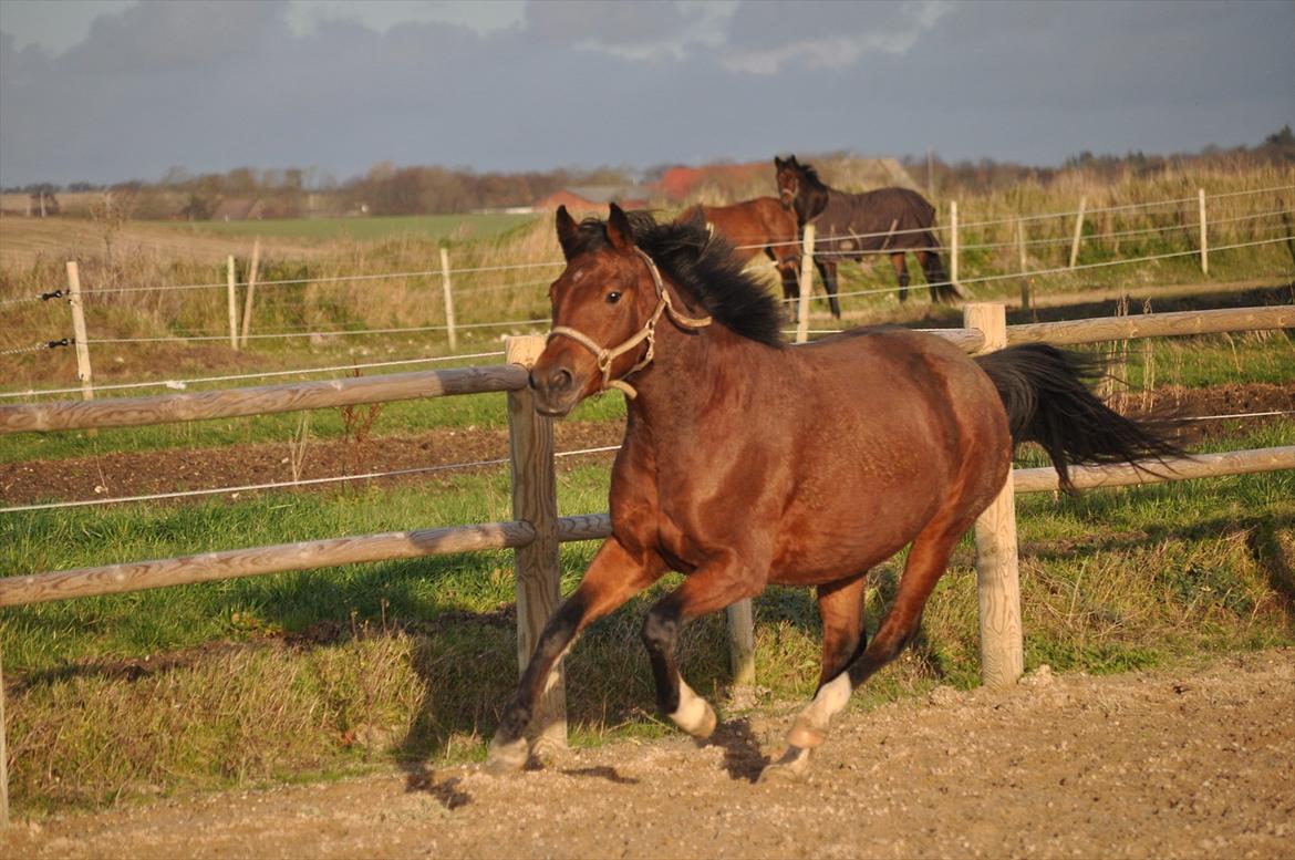 New Forest Angelina Bay {my'girl}  billede 17