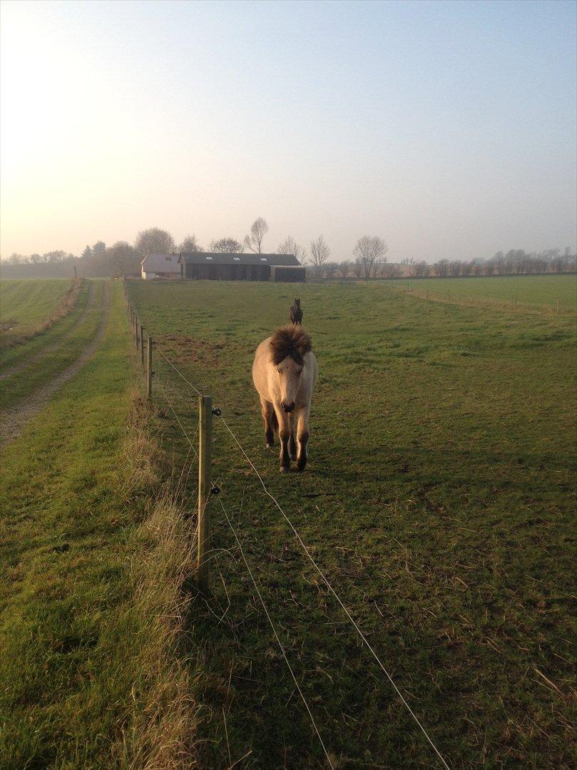 Islænder Disa fra Bøgvad billede 10