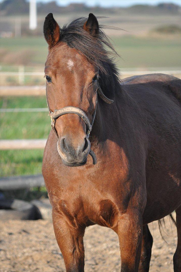 New Forest Angelina Bay {my'girl}  billede 18