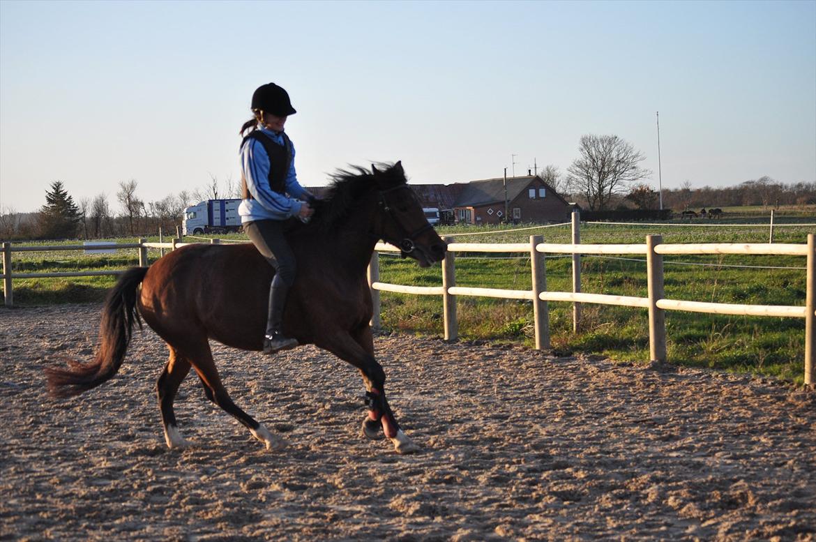 New Forest Angelina Bay {my'girl}  billede 19