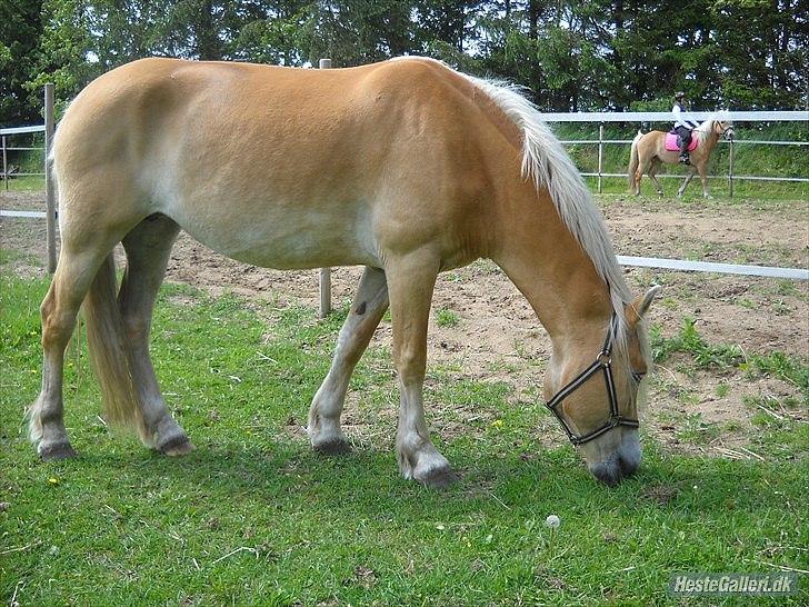 Haflinger Rosanna Van't Lutje Brunink - Græsset er sørme godt her<33 billede 1