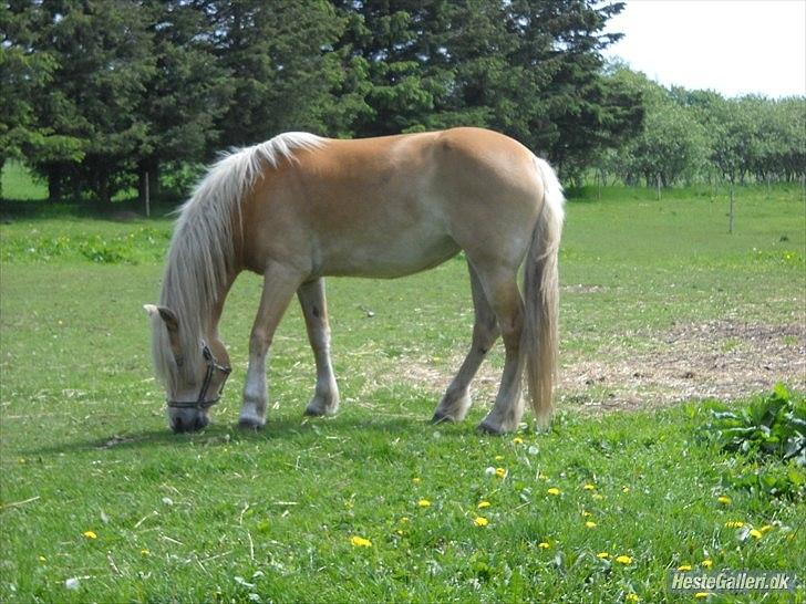 Haflinger Rosanna Van't Lutje Brunink - Umhhh.... billede 2