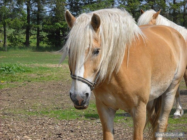 Haflinger Rosanna Van't Lutje Brunink - Tager du nu billeder igen rina!<33 billede 3