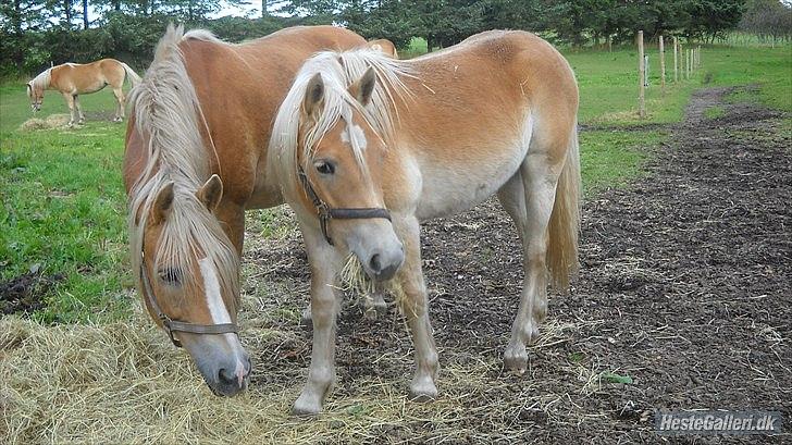 Haflinger Rosanna Van't Lutje Brunink - Mor og søn :D billede 4