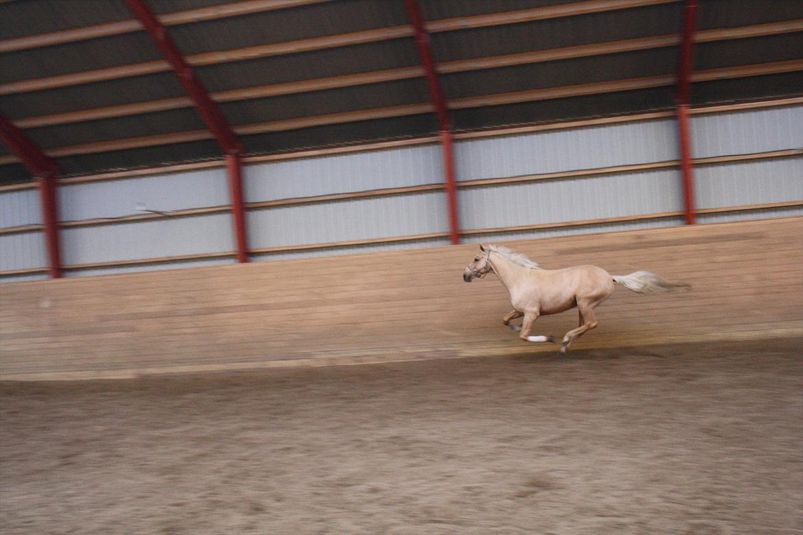 Anden særlig race pegasus billede 2