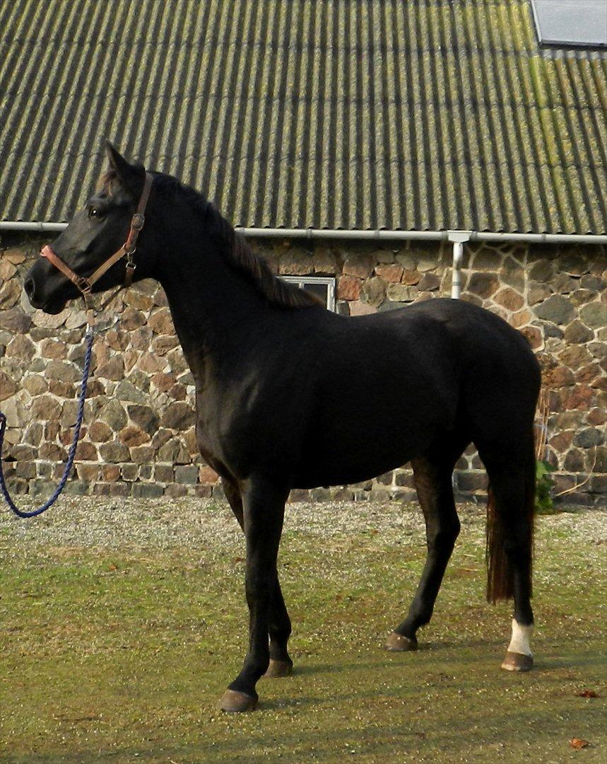 Anden særlig race Monique - Lige da jeg havde fået hende hjem billede 2