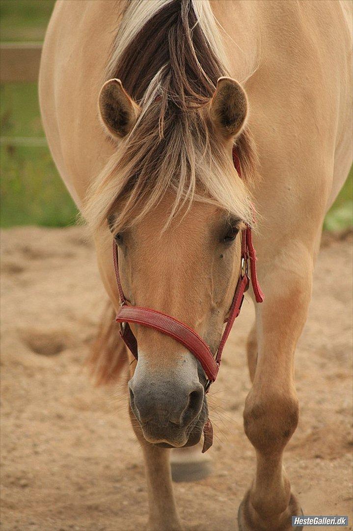 Fjordhest Frøja (PRINSESSEN<3) - Min smukke prinsesse<3
sommer/efterår 2011 billede 11