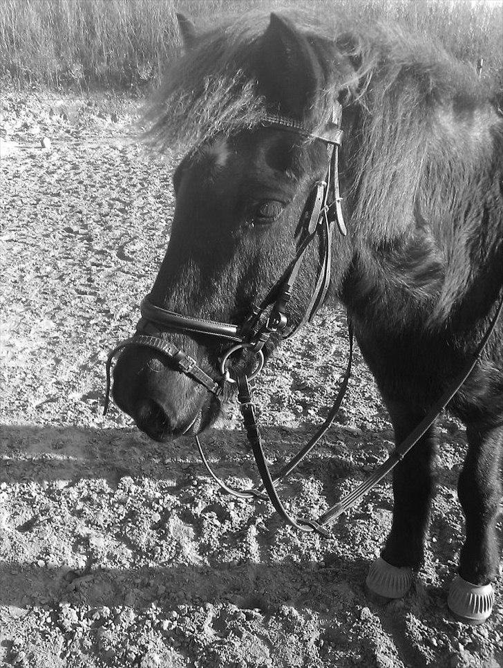 Islænder Litla *Mit et og alt* billede 5