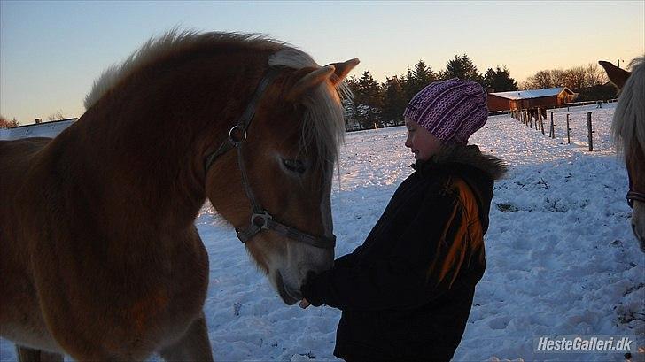 Haflinger Rosanna Van't Lutje Brunink - Min bedste veninde og Rosanna<33 billede 5