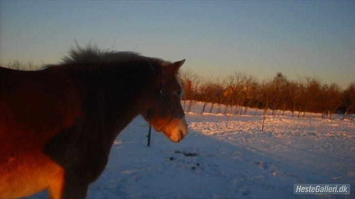 Haflinger Rosanna Van't Lutje Brunink - ikke flere billeder vel??? billede 6