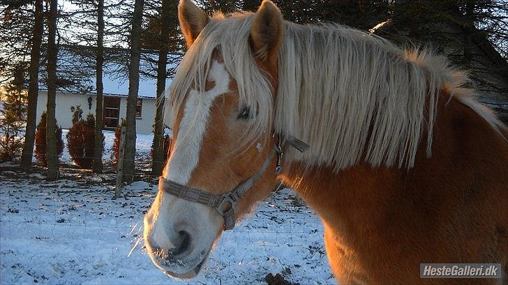 Haflinger Rosanna Van't Lutje Brunink billede 7
