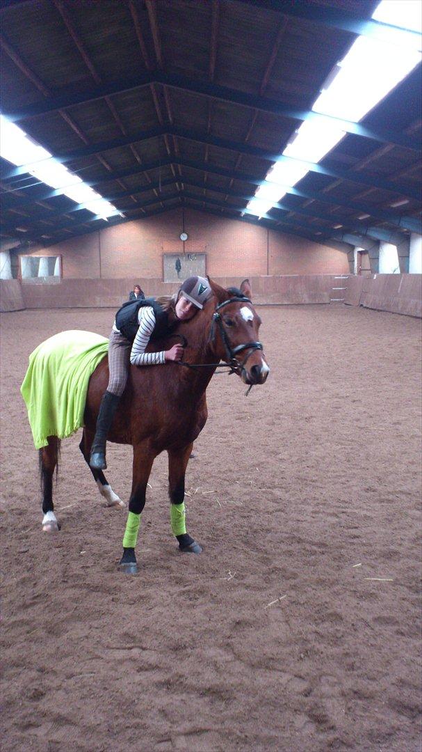 Welsh Pony (sec B) Kastaniegårdens Askepot-Potte<3 - Potte I love you¤ Uden sadel. Foto:Mor billede 7