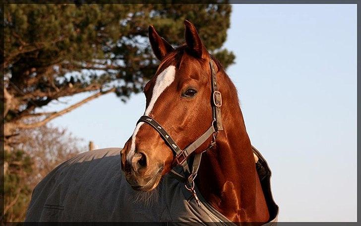 Dansk Varmblod Gullhøjs Limano billede 2