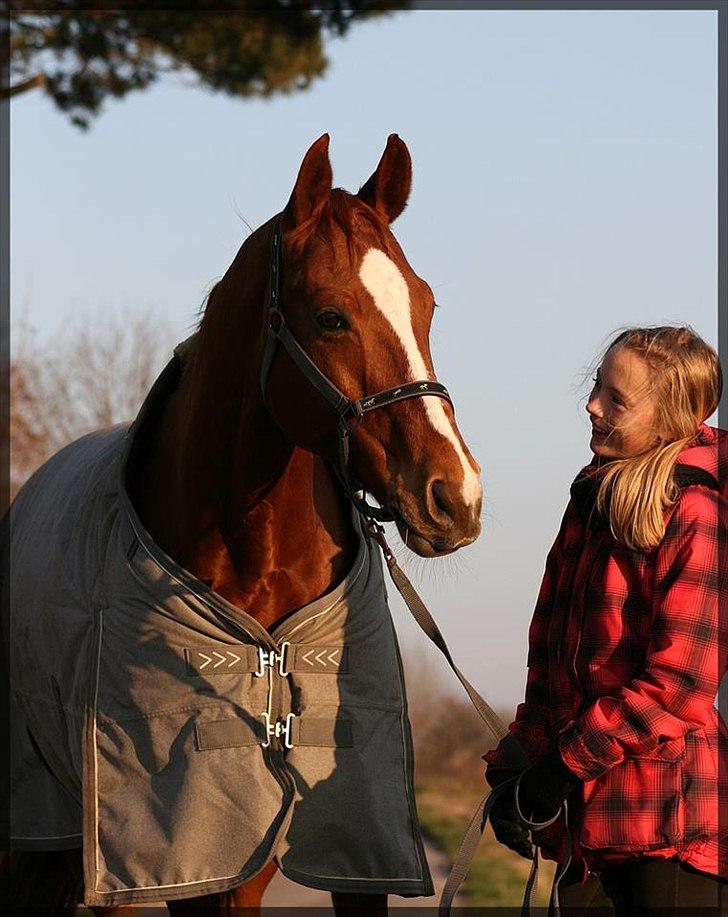 Dansk Varmblod Gullhøjs Limano billede 5