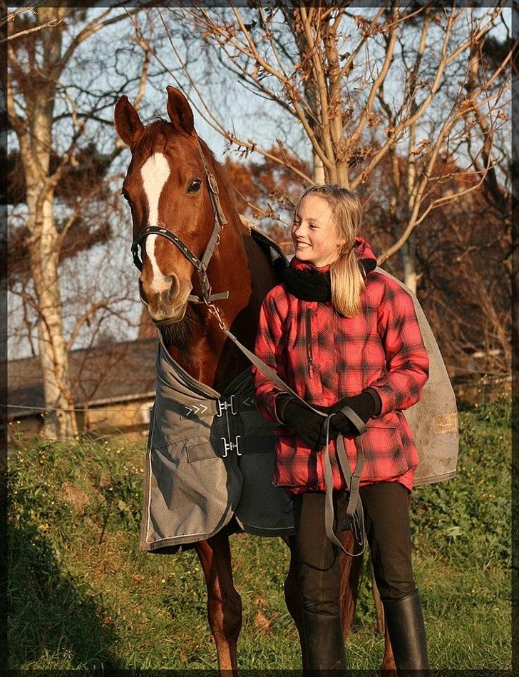 Dansk Varmblod Gullhøjs Limano billede 6
