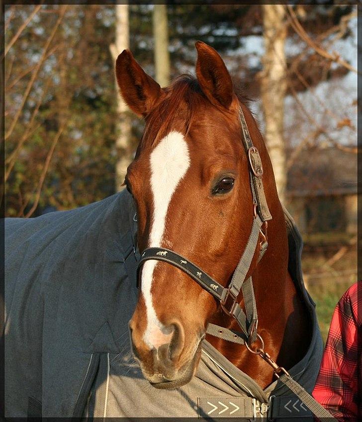 Dansk Varmblod Gullhøjs Limano billede 7