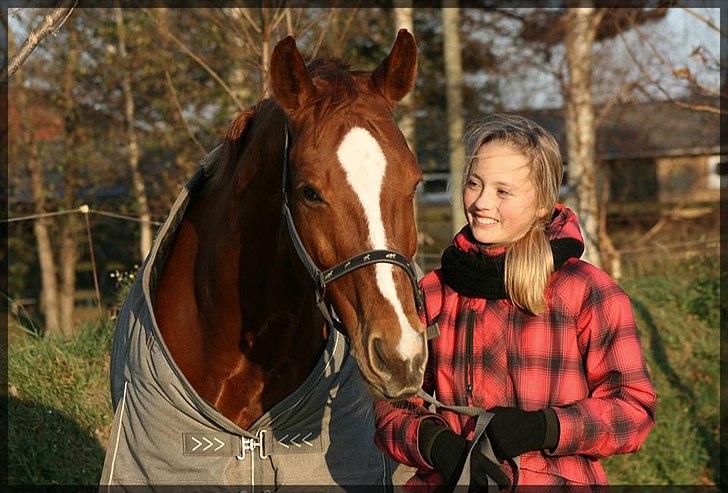 Dansk Varmblod Gullhøjs Limano billede 9
