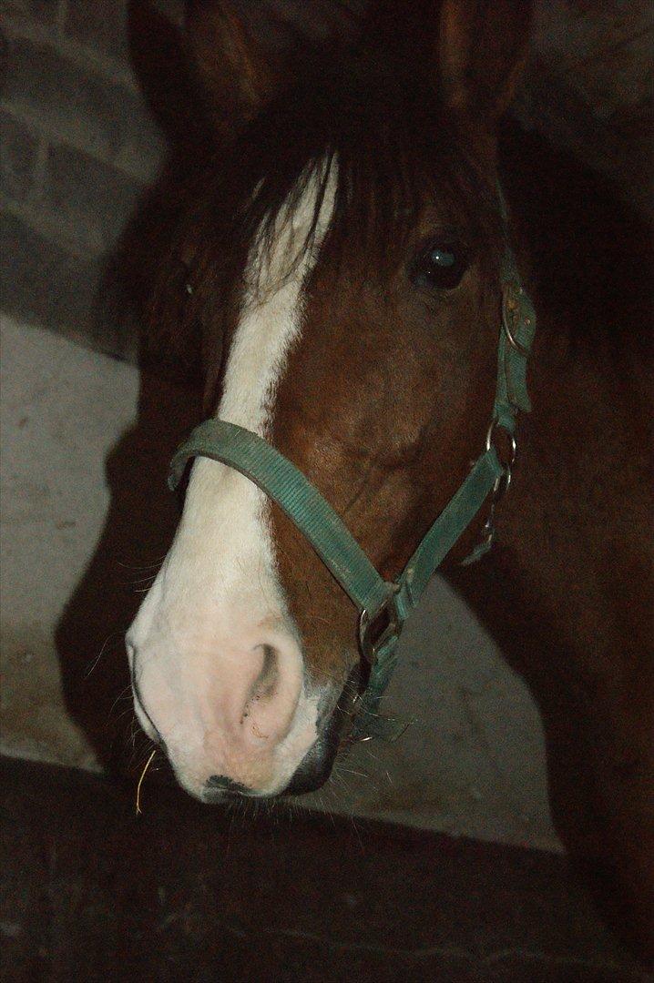 Anden særlig race Rex billede 5