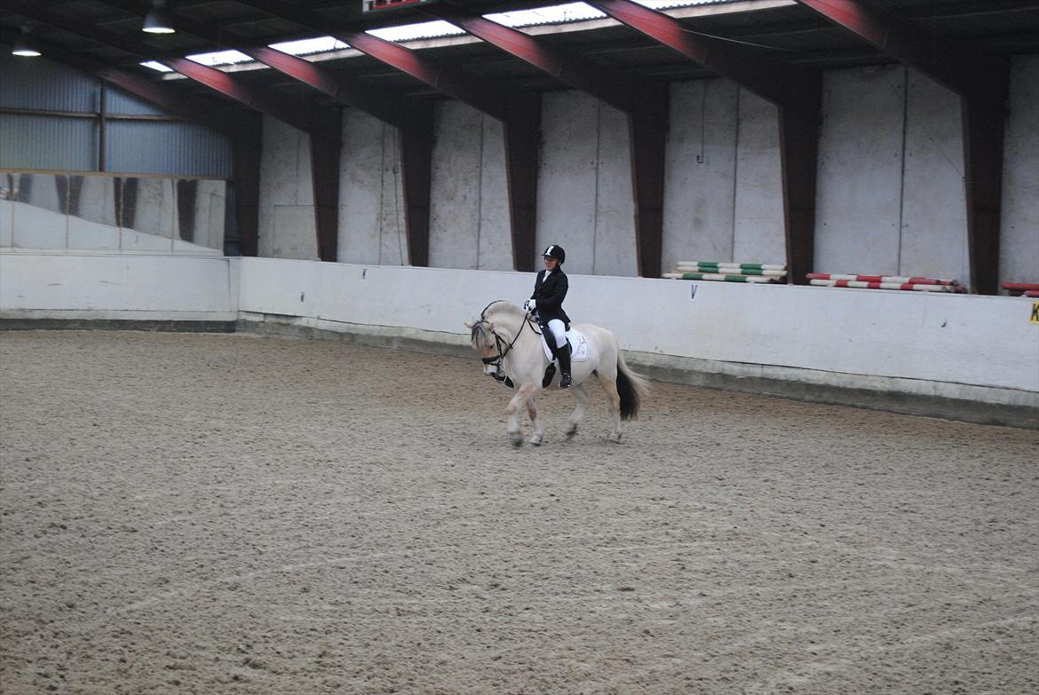 Fjordhest Hjalde Fjord - Første stævne nov. 2011 billede 15