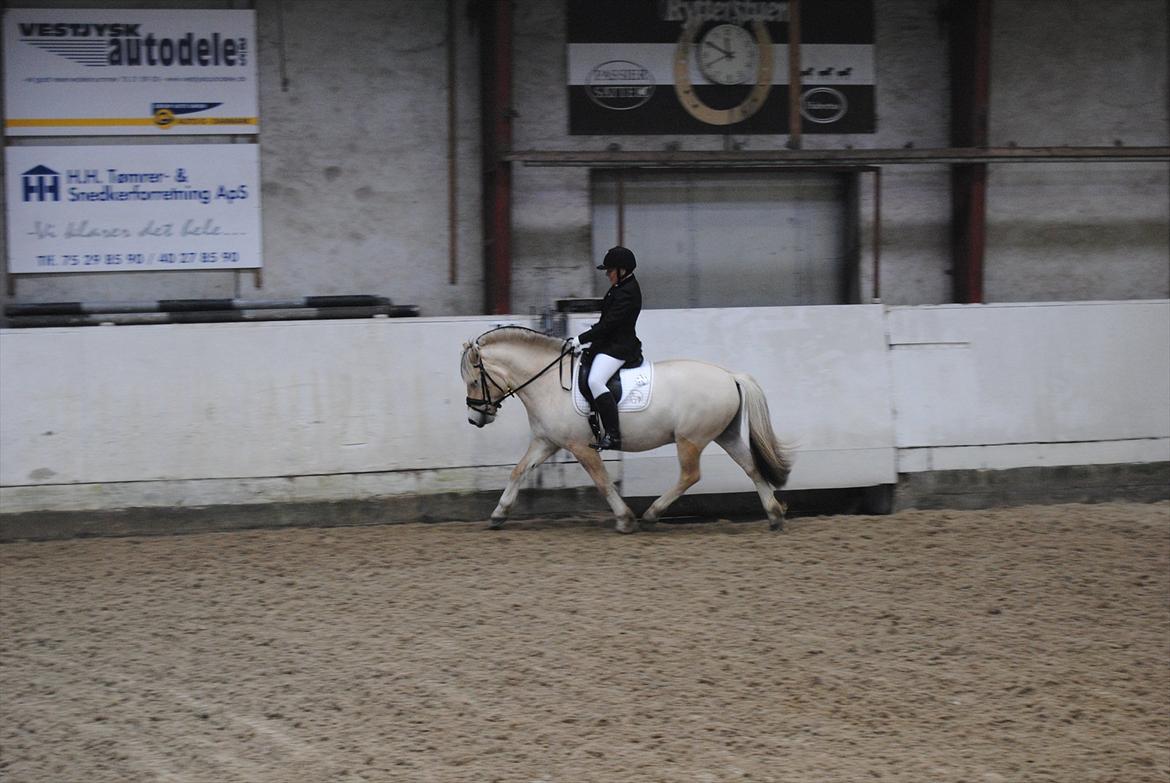 Fjordhest Hjalde Fjord - Første stævne nov. 2011 billede 16