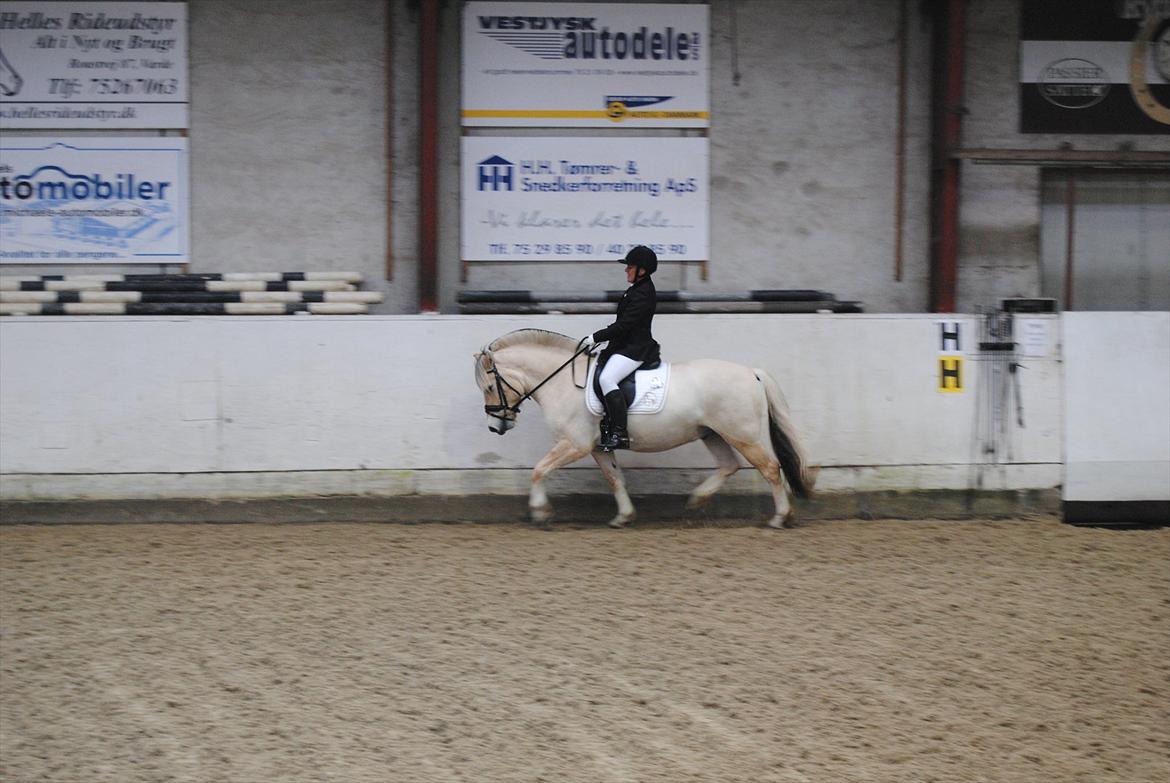 Fjordhest Hjalde Fjord - Første stævne nov. 2011 billede 17