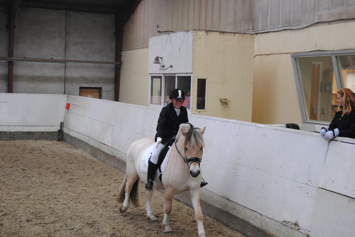 Fjordhest Hjalde Fjord - Første stævne nov. 2011 billede 18