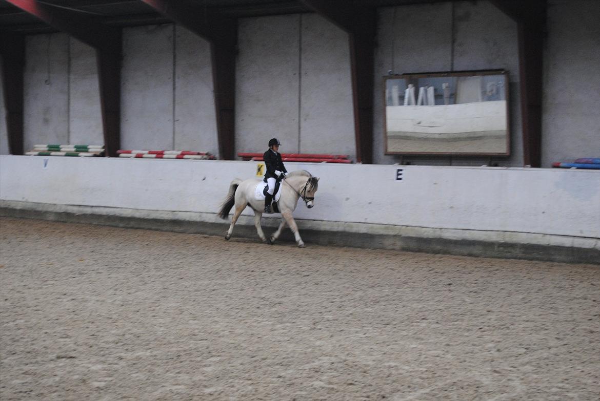 Fjordhest Hjalde Fjord - Første stævne nov. 2011 billede 19