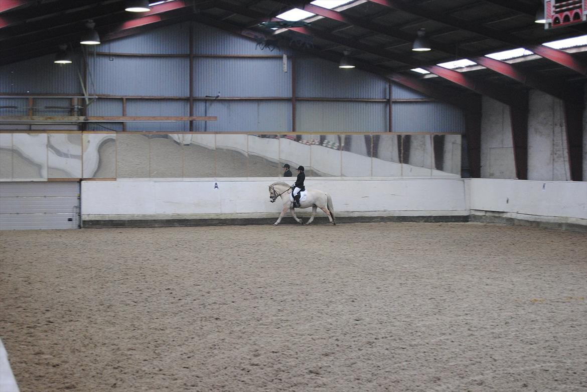 Fjordhest Hjalde Fjord - Første stævne nov. 2011 billede 20