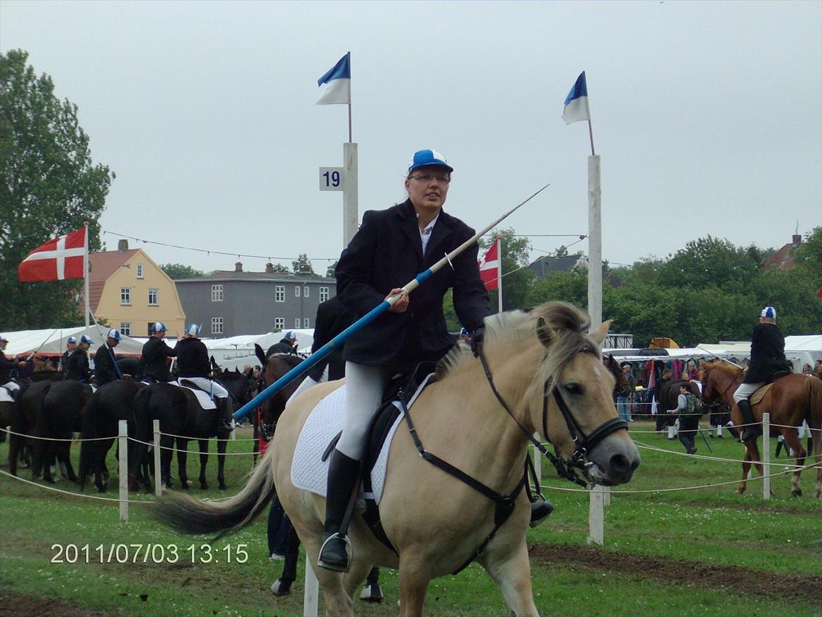 Fjordhest Frederik  billede 9