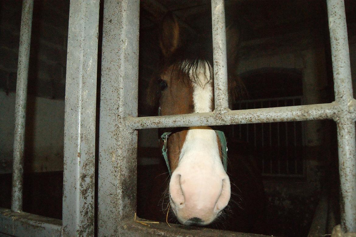 Anden særlig race Rex billede 10