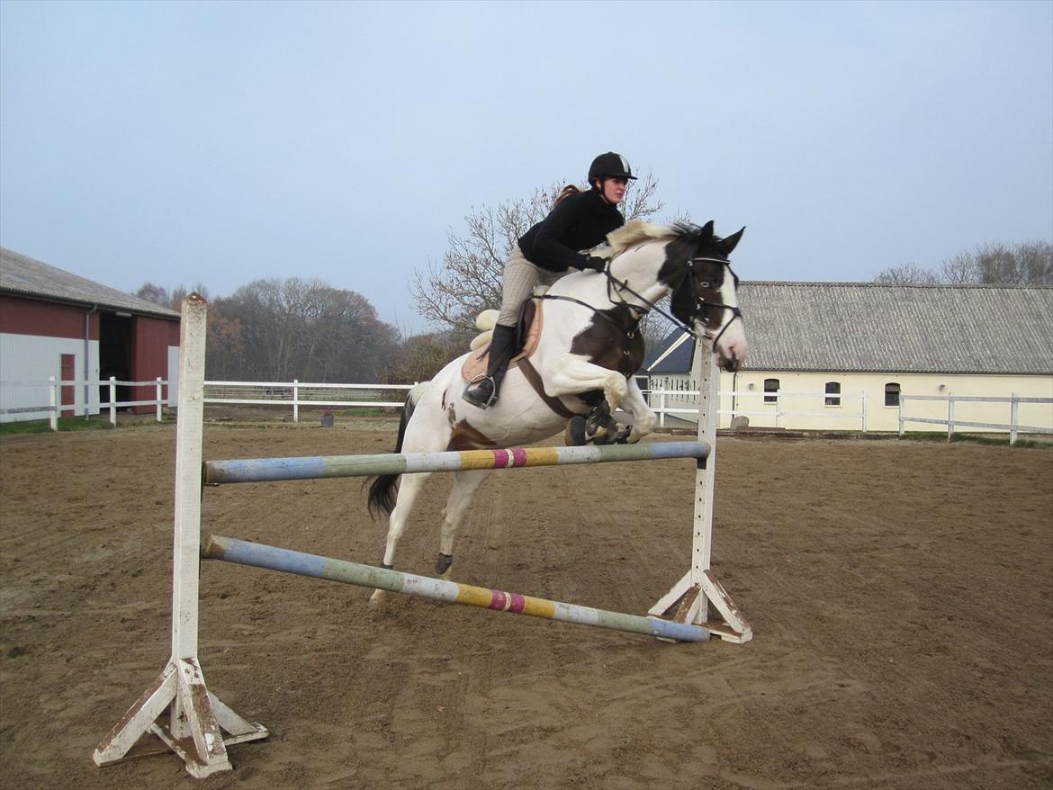 Pinto Aslak India billede 19