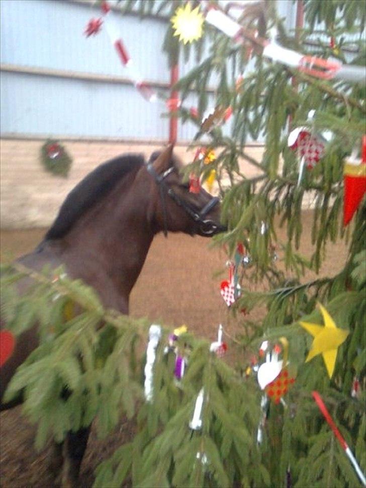 New Forest Firfod Jordbær med fløde - Jordbær julehygger:) billede 1