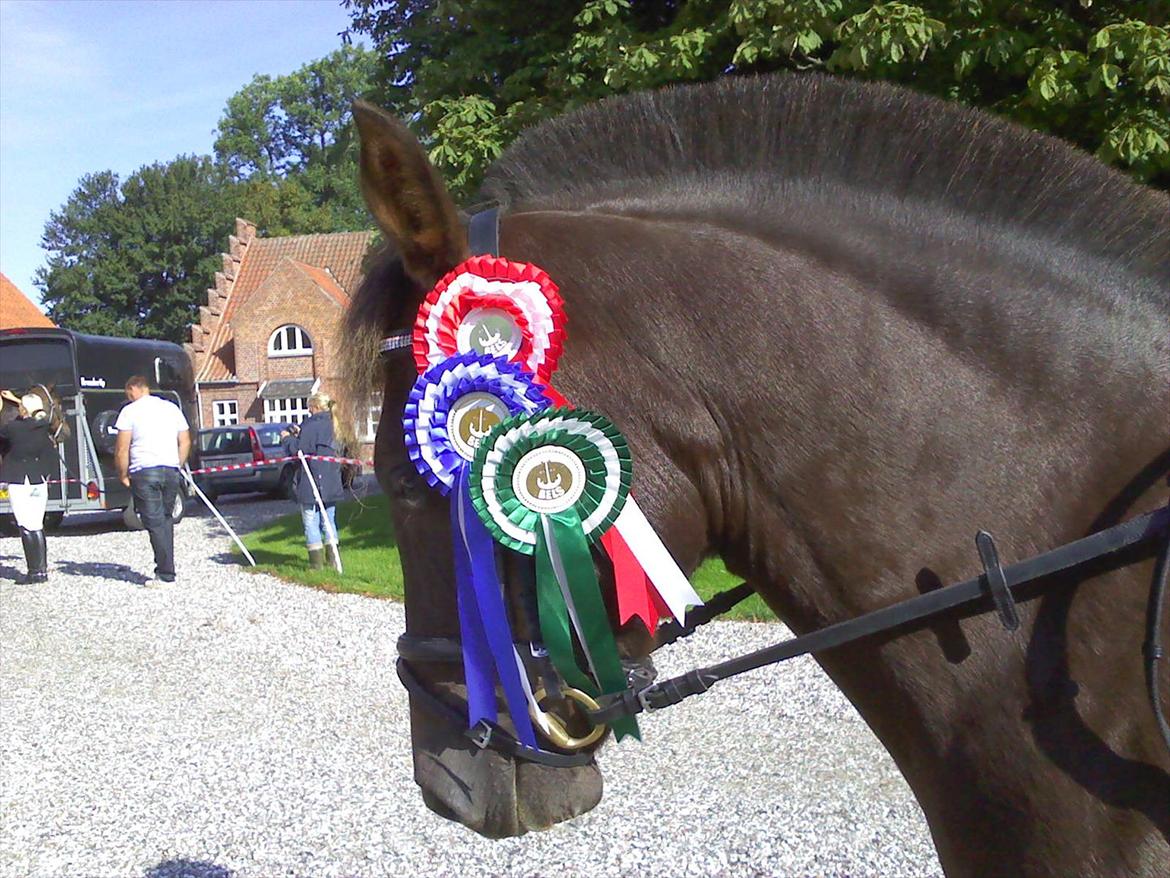 New Forest Firfod Jordbær med fløde - stævne i BELS billede 5