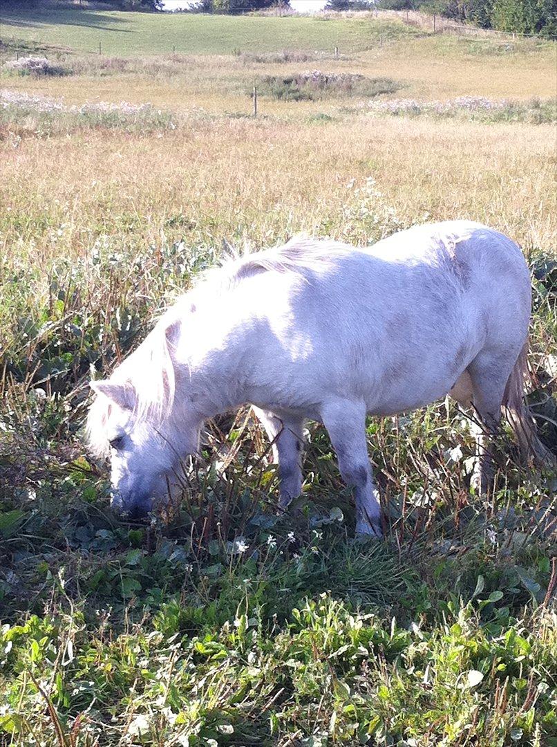 Shetlænder Holger - Holger sommer 2011 billede 14