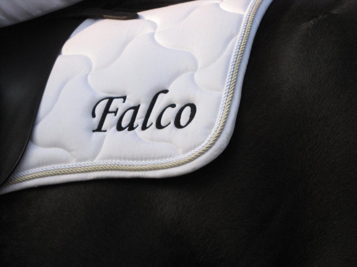 Frieser Falco *Himmelhest* billede 6