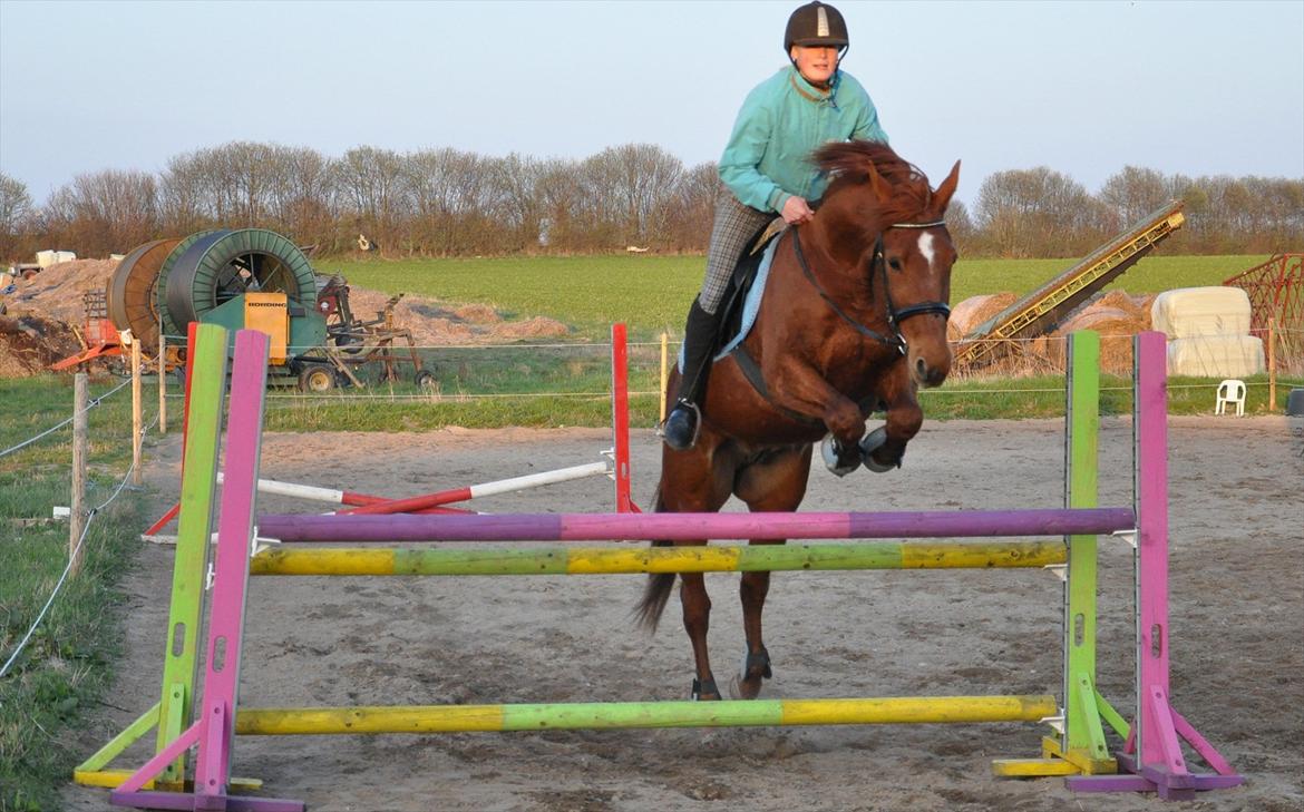 Traver Ferrari (Mr. King) - Der er tidspunkter hvor vi kan stole på en hest. Tidspunkter hvor vi ikke kan og tidspunkter hvor vi er nød til det. Springning d. 15/4 2011 (: billede 11