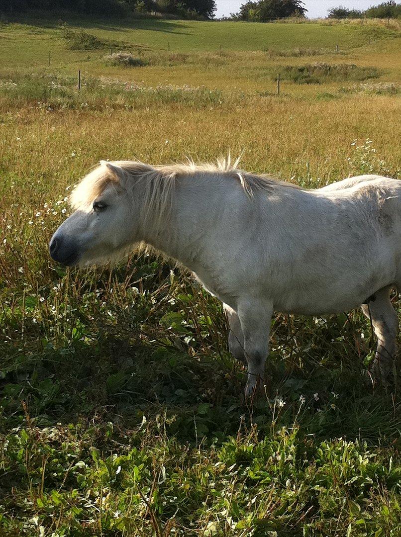 Shetlænder Holger - Holger sommer 2011 billede 15