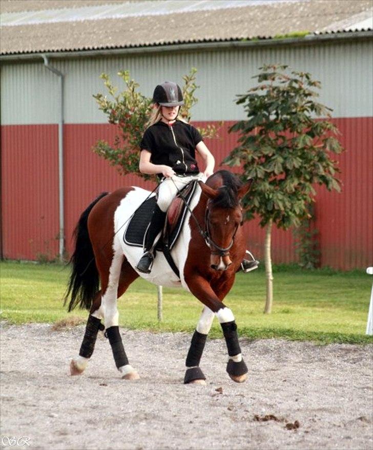 Anden særlig race Indi Falcon - Dressur 2009 foto: Sarah R.
 billede 14