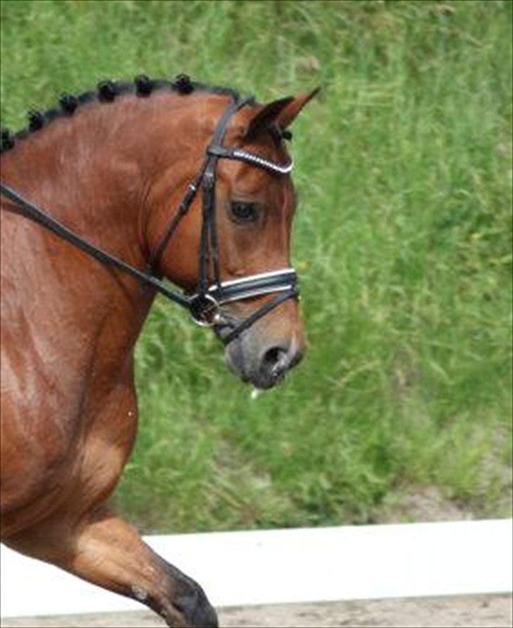 New Forest Kantje's Thierry B-pony RIP - Foto: Signe Andersen billede 2