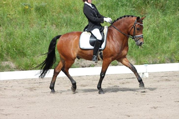New Forest Kantje's Thierry B-pony RIP - Foto: Signe Andersen billede 15
